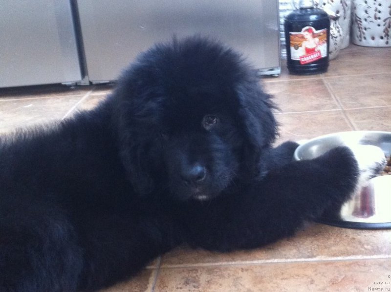 Фото: ньюфаундленд Mister Rodger Pride of  my Heart