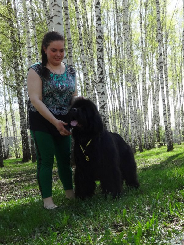 Фото: ньюфаундленд Njufort Natali (Ньюфорт Натали), Ekaterina Jironkina (Екатерина Жиронкина)