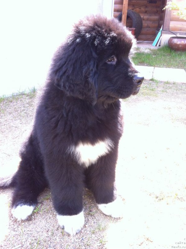 Фото: ньюфаундленд Mister Rodger Pride of  my Heart