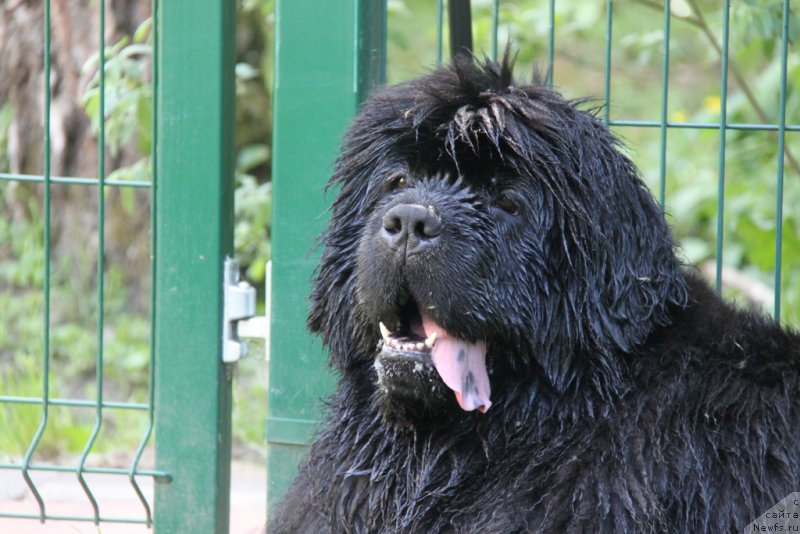 Фото: ньюфаундленд S'Nezhnaya Vjuga Amorone Sartori (С'Нежная Вьюга Амороне Сартори)