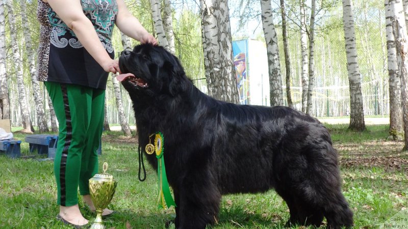 Фото: ньюфаундленд N'yufort Carica Nochi (Ньюфорт Царица Ночи)