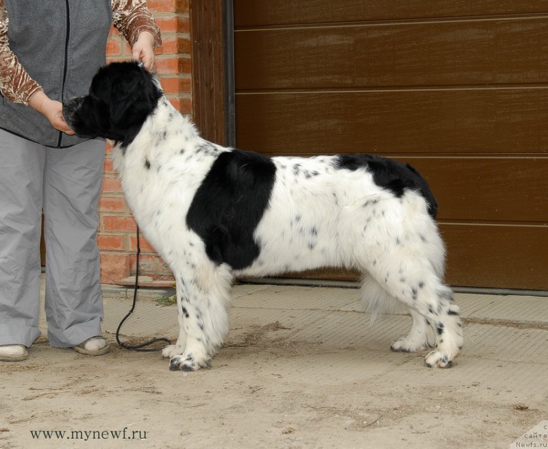 Фото: ньюфаундленд Sent Djons Viva Viktoria (Сент Джонс Вива Виктория)