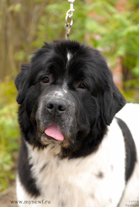 Фото: ньюфаундленд Sent Djons Viva Viktoria (Сент Джонс Вива Виктория)