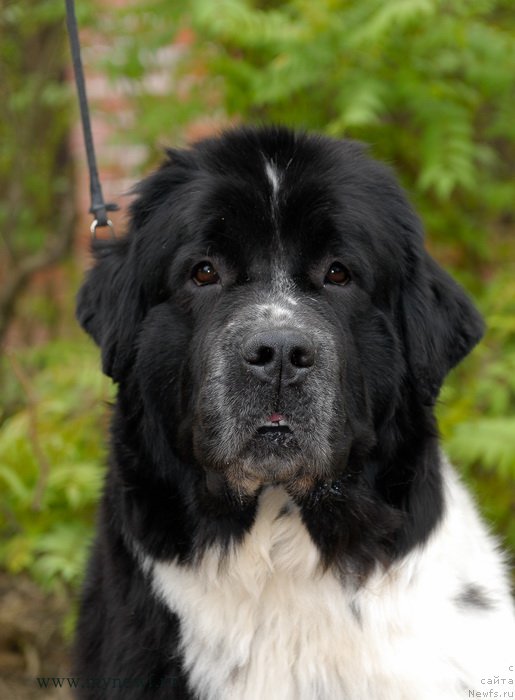 Фотография № 153858