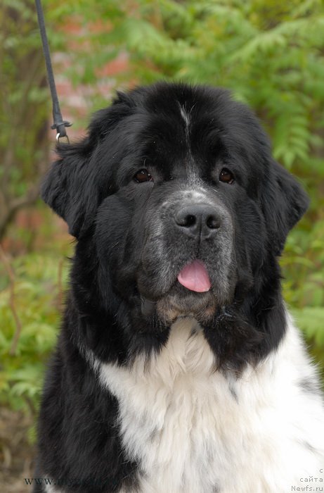 Фото: ньюфаундленд Sent Djons Viva Viktoria (Сент Джонс Вива Виктория)