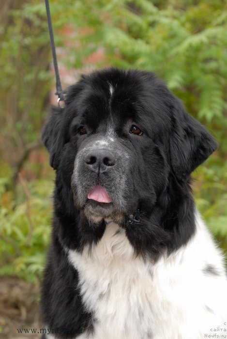 Фото: ньюфаундленд Sent Djons Viva Viktoria (Сент Джонс Вива Виктория)