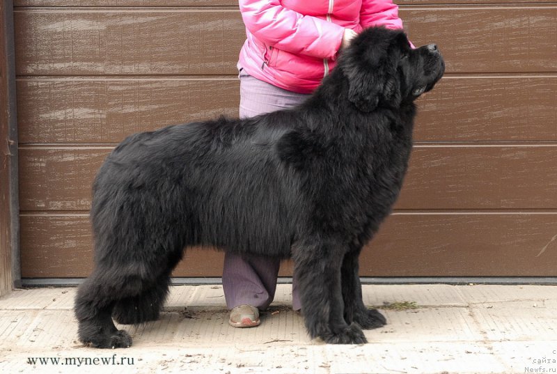 Фото: ньюфаундленд Sent Djons Zhiscar D'Estaing Edmon (Сент Джонс Жискар Д'Эстен Эдмон)