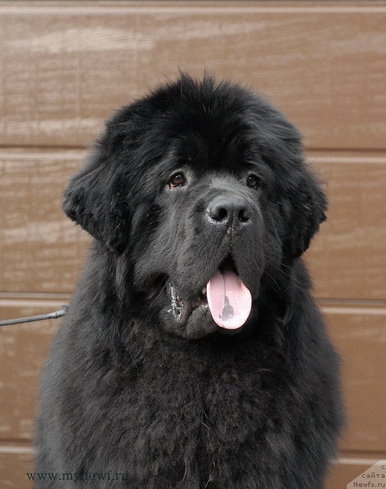 Фото: ньюфаундленд Sent Djons Zhiscar D'Estaing Edmon (Сент Джонс Жискар Д'Эстен Эдмон)