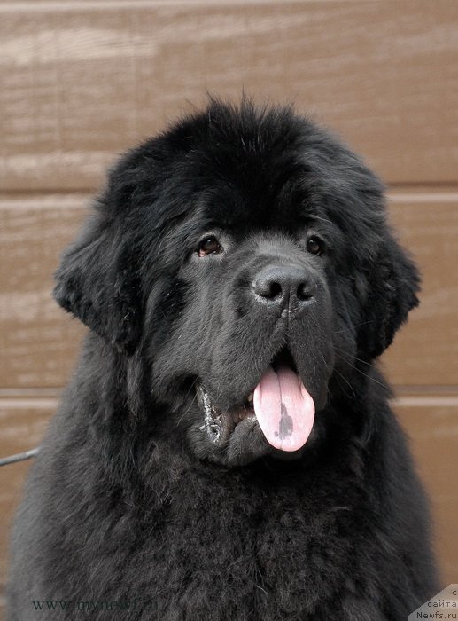 Фото: ньюфаундленд Sent Djons Zhiscar D'Estaing Edmon (Сент Джонс Жискар Д'Эстен Эдмон)