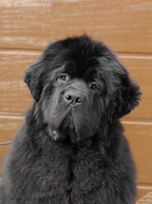 Фото: ньюфаундленд Sent Djons Zhiscar D'Estaing Edmon (Сент Джонс Жискар Д'Эстен Эдмон)