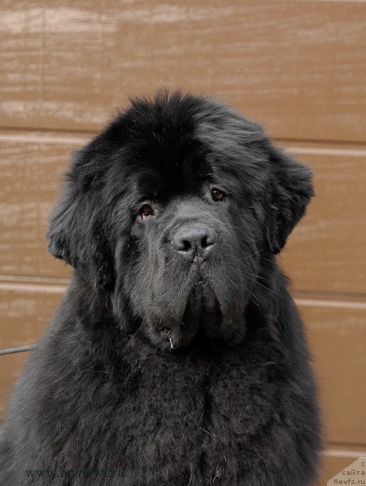 Фото: ньюфаундленд Sent Djons Zhiscar D'Estaing Edmon (Сент Джонс Жискар Д'Эстен Эдмон)