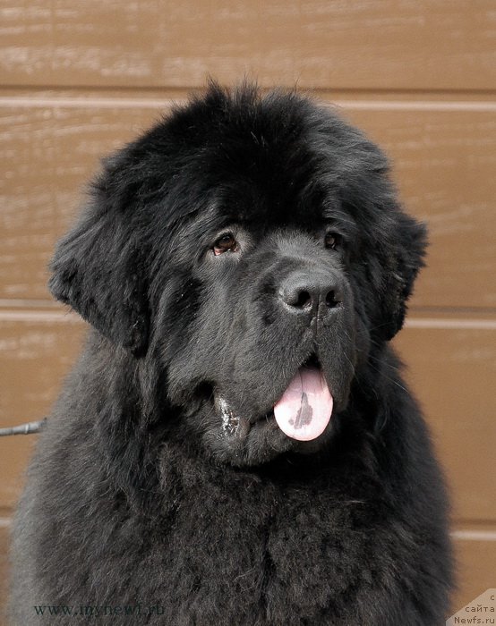 Фото: ньюфаундленд Sent Djons Zhiscar D'Estaing Edmon (Сент Джонс Жискар Д'Эстен Эдмон)