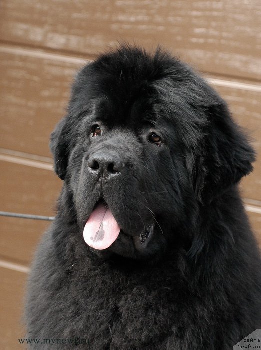 Фото: ньюфаундленд Sent Djons Zhiscar D'Estaing Edmon (Сент Джонс Жискар Д'Эстен Эдмон)