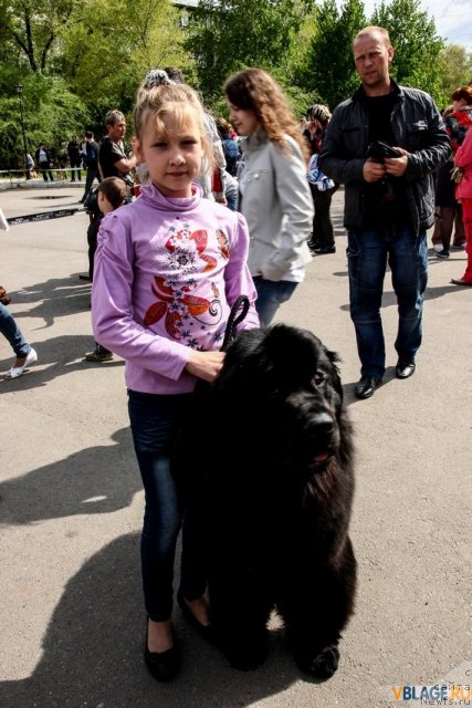 Фото: ньюфаундленд CHerri Bayra Anabyel' (Черри Байра Анабэль)