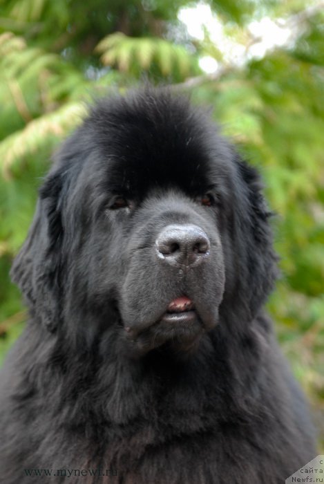 Фото: ньюфаундленд Sent Djons Tender Kiss of Elly (Сент Джонс Тендер Кисс оф Элли)