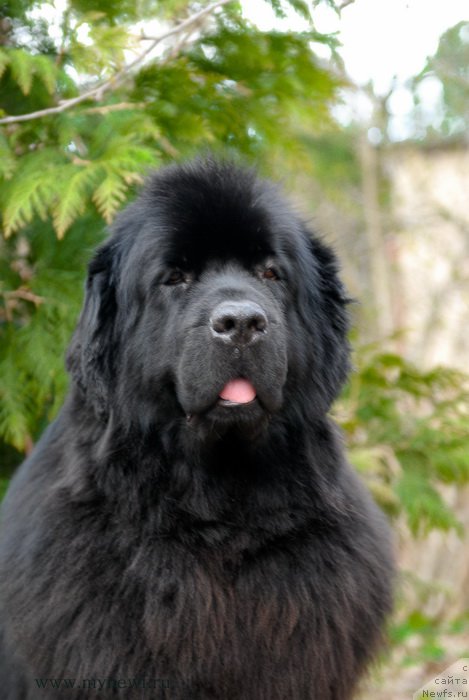 Фото: ньюфаундленд Sent Djons Tender Kiss of Elly (Сент Джонс Тендер Кисс оф Элли)