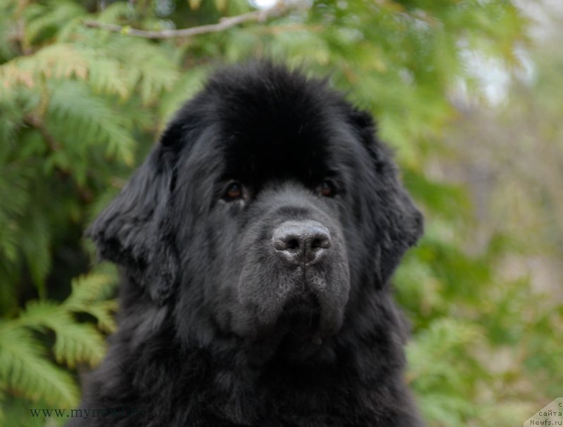 Фото: ньюфаундленд Sent Djons Tender Kiss of Elly (Сент Джонс Тендер Кисс оф Элли)