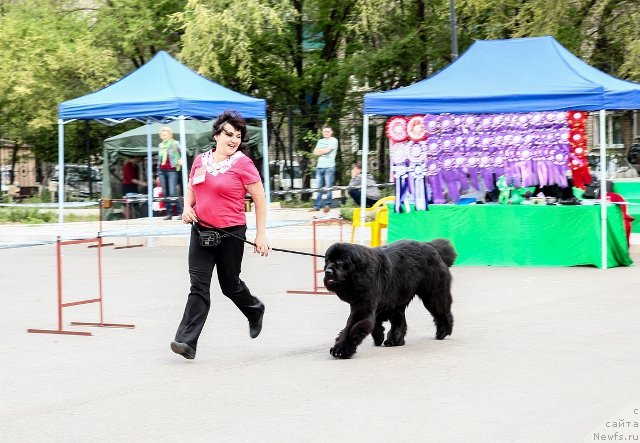 Фото: ньюфаундленд CHerri Bayra Anabyel' (Черри Байра Анабэль)