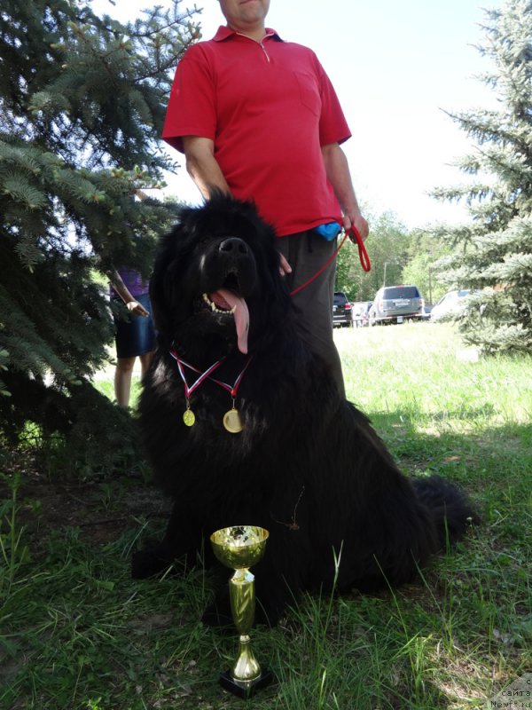 Фото: ньюфаундленд N'yufort Ulyibka Fortunyi (Ньюфорт Улыбка Фортуны)