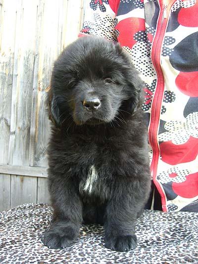 Фото: ньюфаундленд Izyuminka ot Brabusa (Изюминка от Брабуса)