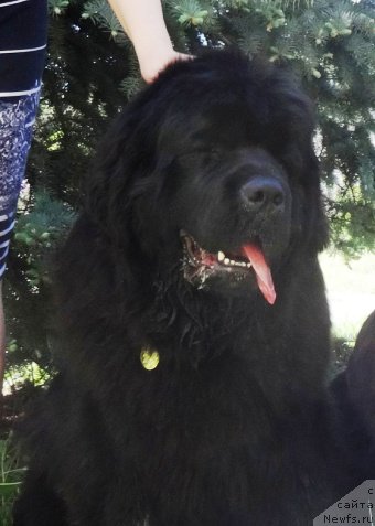 Фото: ньюфаундленд N'yufort Carica Nochi (Ньюфорт Царица Ночи)