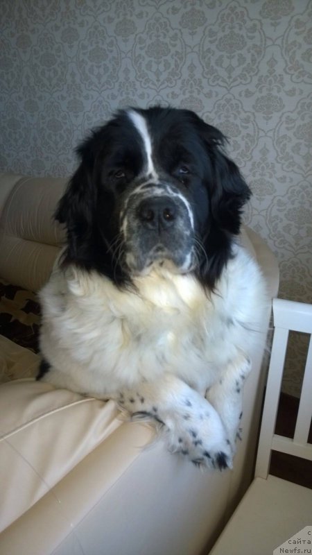 Фото: ньюфаундленд Sent Djons Viola The Flower (Сент Джонс Виола зе Фловэр)