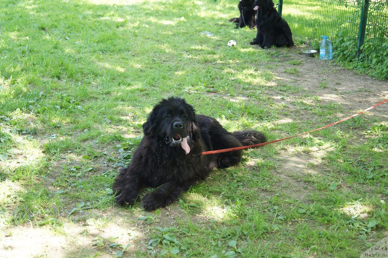 Фото: ньюфаундленд Sent Djons Jozayya Valeri (Сент Джонс Жозайя Валери)