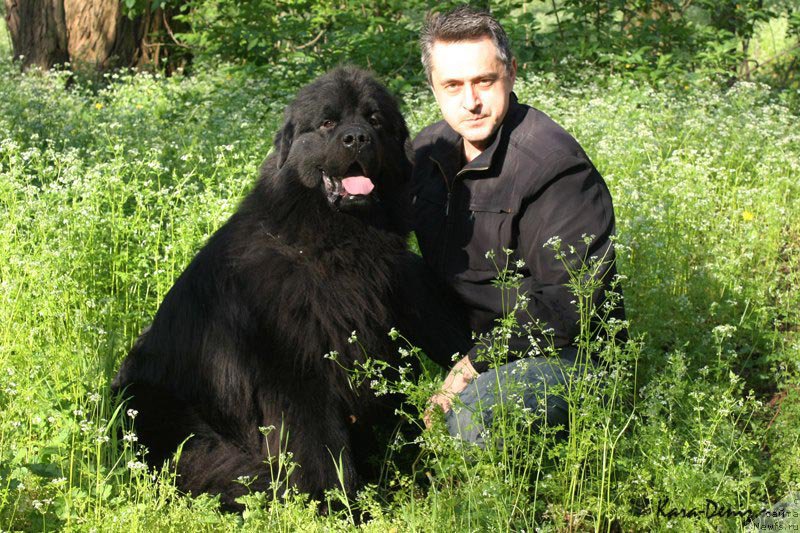 Фото: ньюфаундленд Rom Kubinskiy Kara Deniz (Ром Кубинский Кара Дениз)