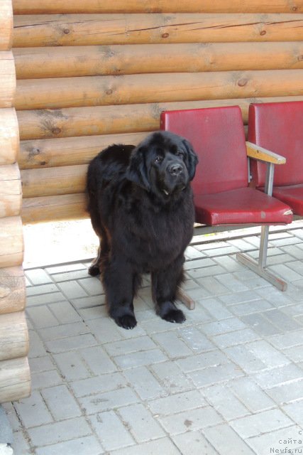 Фото: ньюфаундленд Potap Yarika (Потап Ярика)