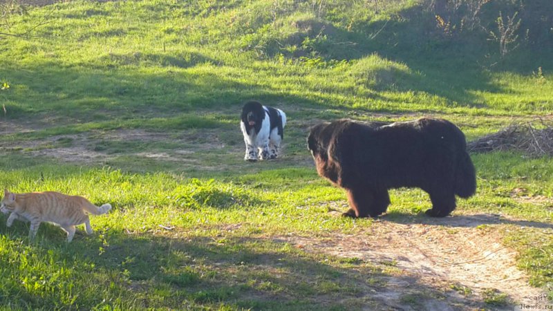 Фото: ньюфаундленд Ih Vyisochestvo Vladlena Madjiks (Их Высочество Владлена Маджикс), ньюфаундленд Super Bizon Ekaterinburg (Супер Бизон Екатеринбург)