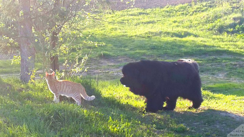 Фото: ньюфаундленд Ih Vyisochestvo Vladlena Madjiks (Их Высочество Владлена Маджикс)