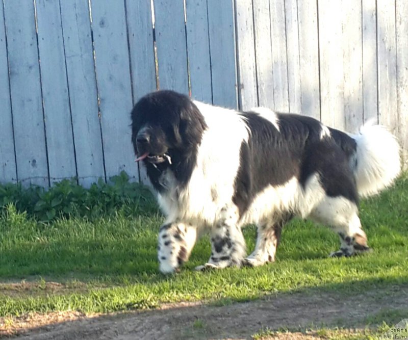 Фото: ньюфаундленд Super Bizon Ekaterinburg (Супер Бизон Екатеринбург)