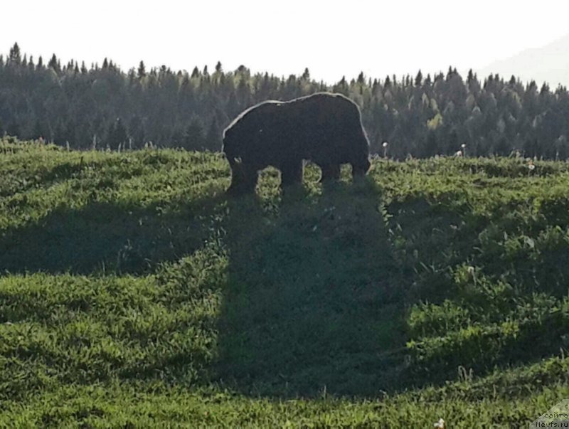 Фото: ньюфаундленд Ih Vyisochestvo Vladlena Madjiks (Их Высочество Владлена Маджикс)