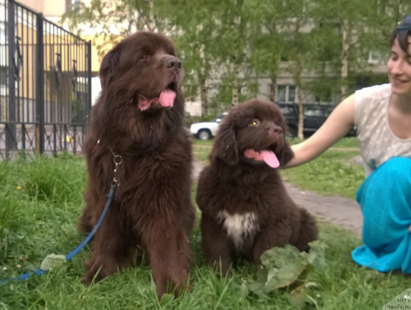 Фото: ньюфаундленд Ais Cream Ambassador, ньюфаундленд Velyke Malyatko Dnister