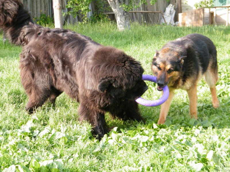 Фото: ньюфаундленд Аlpha Tauri Dinastiya Soverchenstva (Альфа Таури Династия Совершенства)