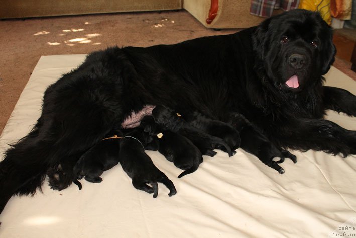 Фото: ньюфаундленд Sila s Berega Dona (Сила с Берега Дона)