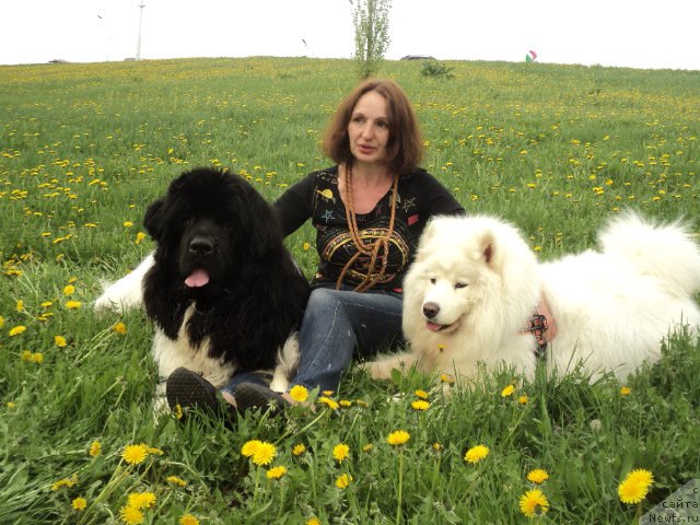 Фото: ньюфаундленд Plushevaya Panda Ferrero Rond Noir (Плюшевая Панда Ферреро Ронд Нуар)