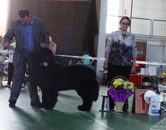 Фото: ньюфаундленд Dark Pride Valentino (Дак Прайд Валентино), Sergey Seleznev (Сергей Селезнев)