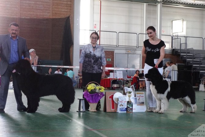 Фото: ньюфаундленд Dark Pride Valentino (Дак Прайд Валентино), Sergey Seleznev (Сергей Селезнев), ньюфаундленд Akvian Song Kiss from Rouz (Аквиан Сонг Кисс Фром Роуз), Kseniya Novikova (Ксения Новикова)