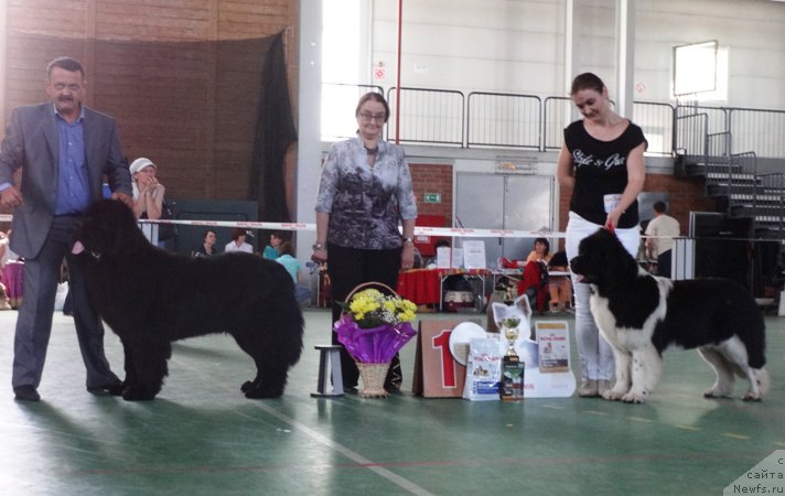 Фото: ньюфаундленд Dark Pride Valentino (Дак Прайд Валентино), ньюфаундленд Akvian Song Kiss from Rouz (Аквиан Сонг Кисс Фром Роуз), Sergey Seleznev (Сергей Селезнев), Kseniya Novikova (Ксения Новикова)