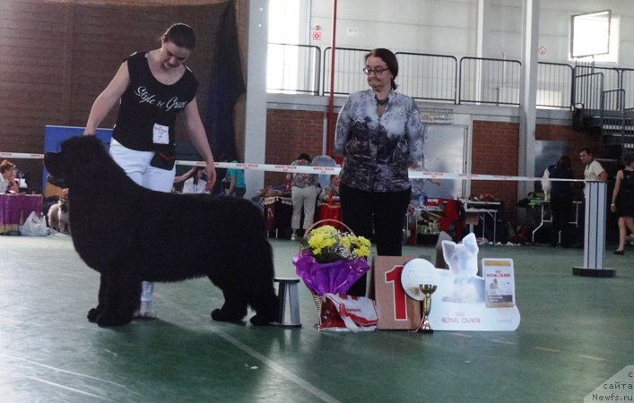 Фото: ньюфаундленд Deep Love I'm Sensation (Deep Love I'm Sensation), Kseniya Novikova (Ксения Новикова)