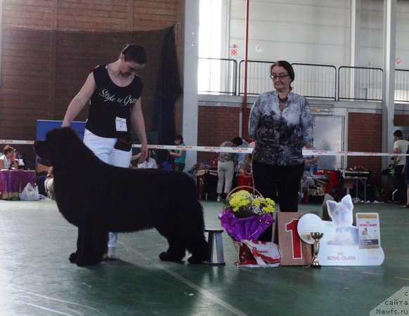 Фото: ньюфаундленд Deep Love I'm Sensation (Deep Love I'm Sensation), Kseniya Novikova (Ксения Новикова)