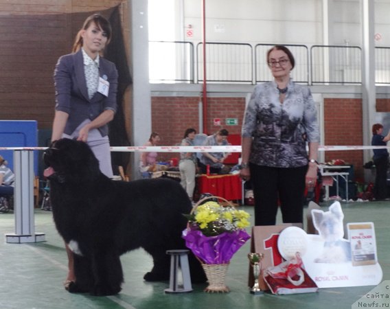 Фото: ньюфаундленд Skazochnaya Kroha Medison (Сказочная Кроха Медисон)