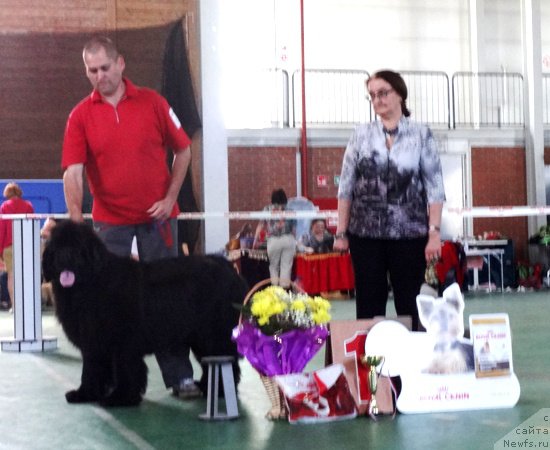 Фото: ньюфаундленд N'yufort Ulyibka Fortunyi (Ньюфорт Улыбка Фортуны)