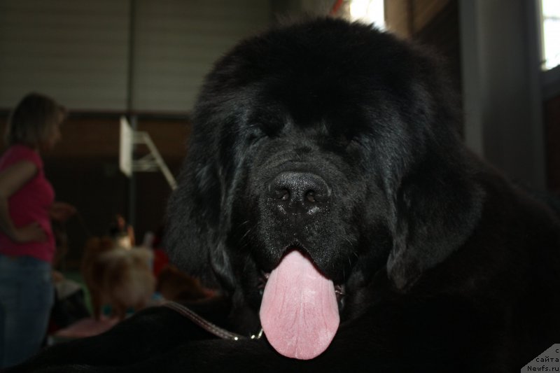 Фото: ньюфаундленд Super Bizon Liliman (Супер Бизон Лилимэн)