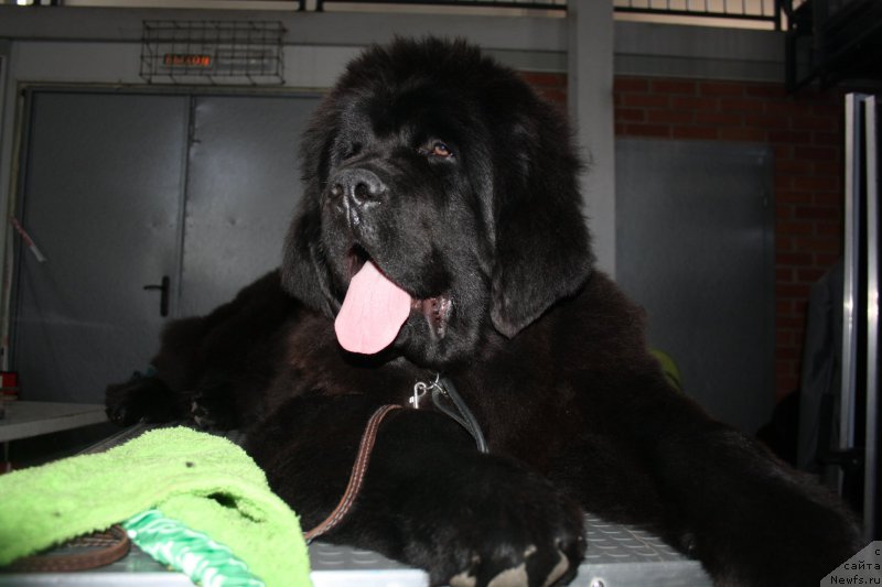 Фото: ньюфаундленд Super Bizon Liliman (Супер Бизон Лилимэн)