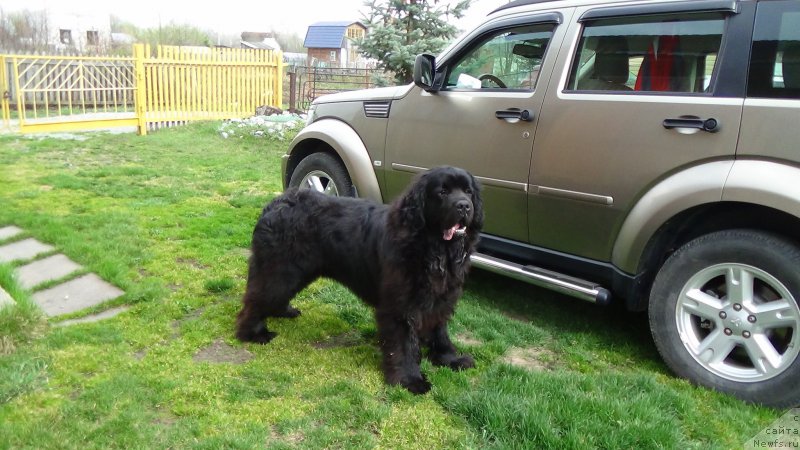 Фото: ньюфаундленд Urman iz Plemeni Kedra (Урман из Племени Кедра)