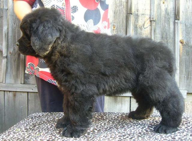 Фото: ньюфаундленд Imidj Damskiy Ugodnik (Имидж Дамский Угодник)