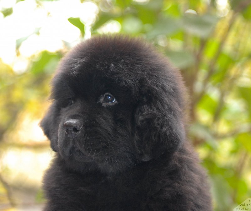 Фотография № 154020