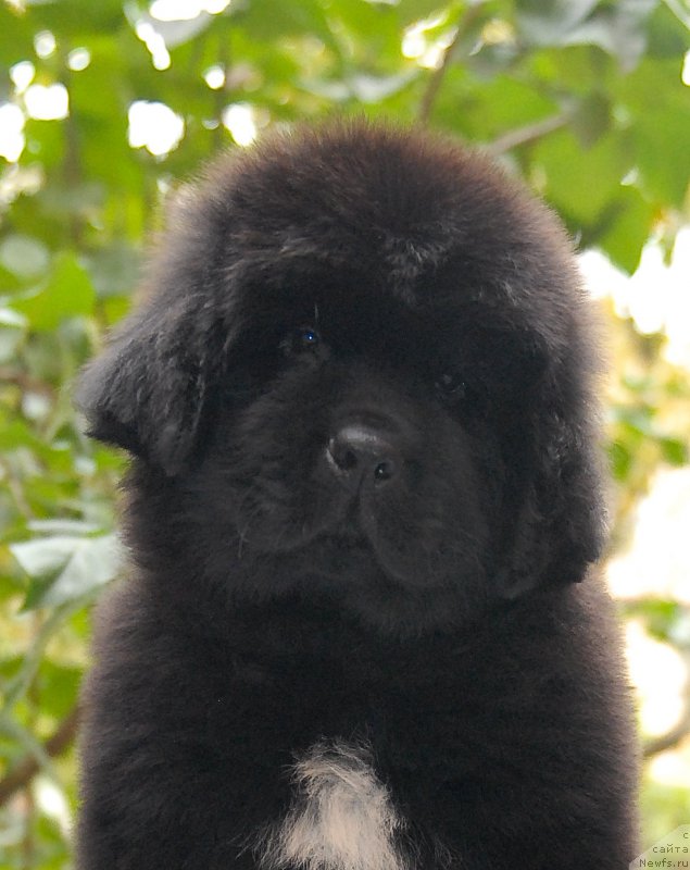 Фотография № 154021